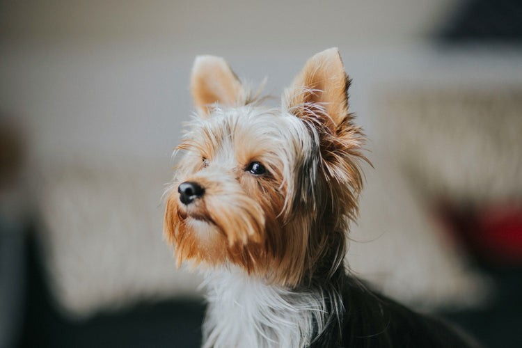 FOR DOGS